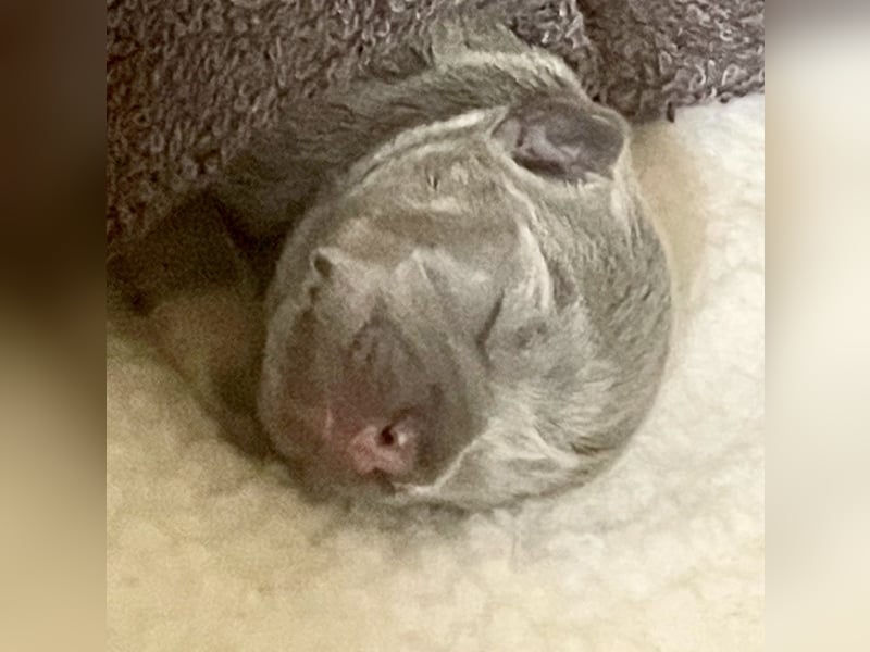 Süsse Französische Bulldoggenbabies sind da!