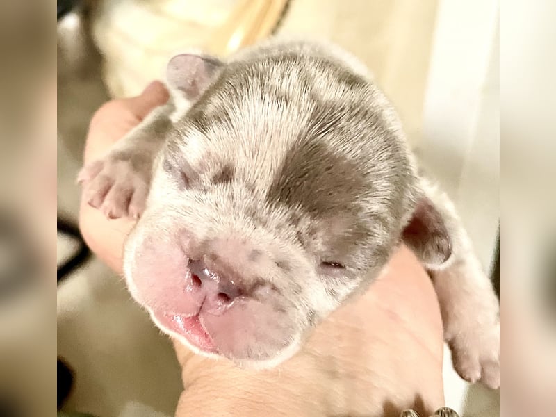 Süsse Französische Bulldoggenbabies sind da!