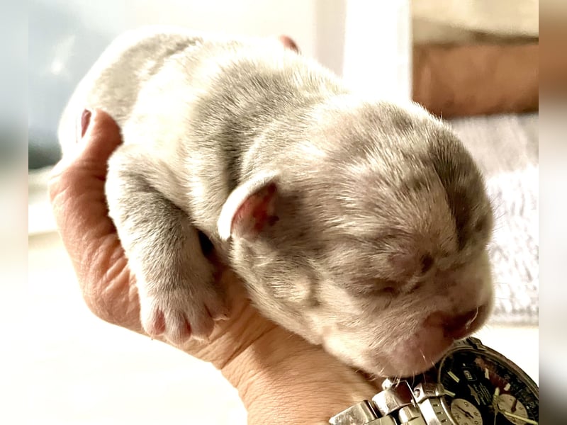 Süsse Französische Bulldoggenbabies sind da!