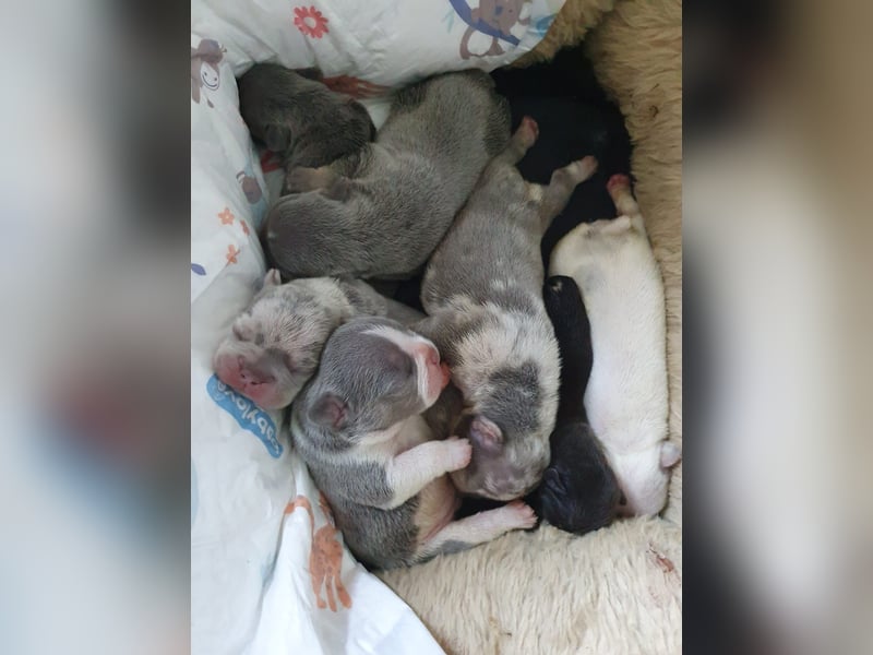 Süsse Französische Bulldoggenbabies sind da!