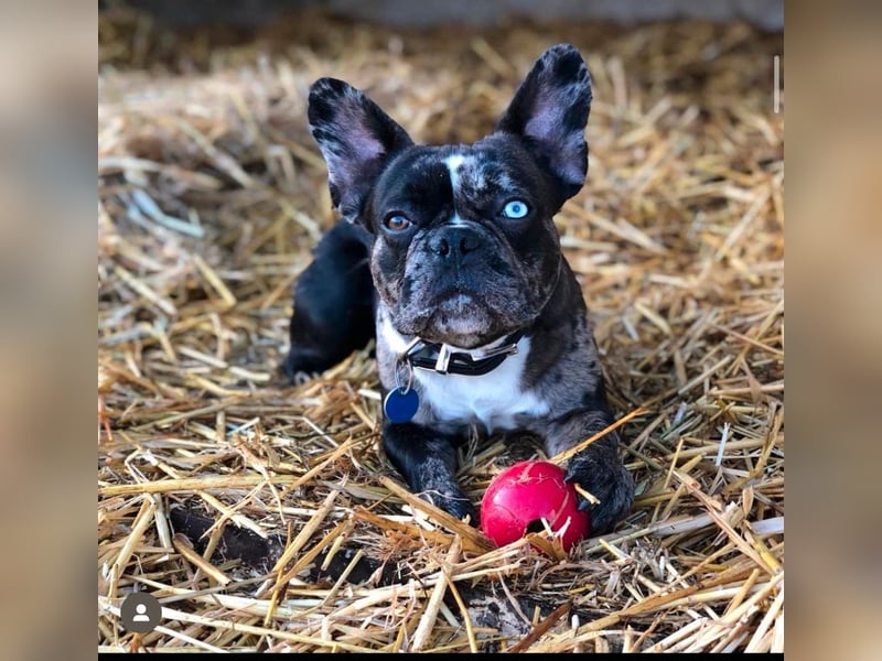 Französische Bulldogge "Marley" in liebevolle Hände abzugeben.