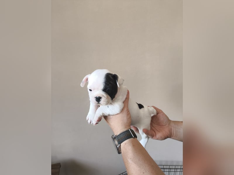 Welpe, Französische Bulldogge, Französischer Bulldoggenwelpe
