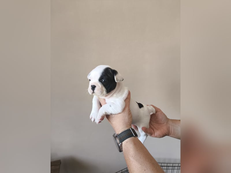 Welpe, Französische Bulldogge, Französischer Bulldoggenwelpe