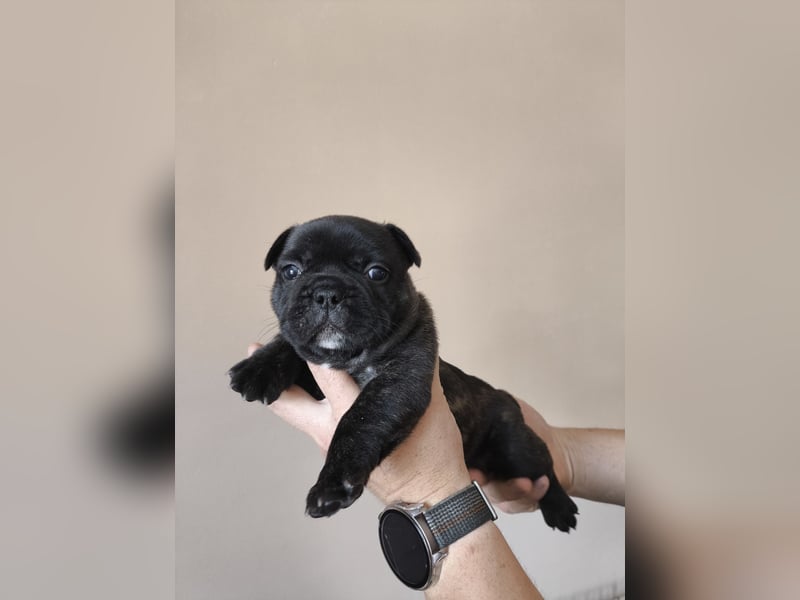 Welpe, Französische Bulldogge, Französischer Bulldoggenwelpe