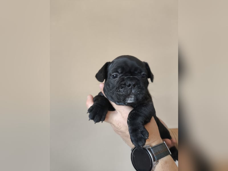 Welpe, Französische Bulldogge, Französischer Bulldoggenwelpe