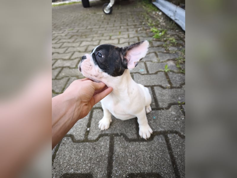 Welpe, Französische Bulldogge, Französischer Bulldoggenwelpe