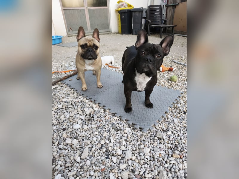 Welpe, Französische Bulldogge, Französischer Bulldoggenwelpe