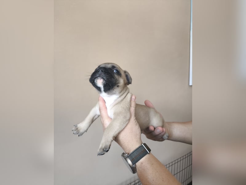 Welpe, Französische Bulldogge, Französischer Bulldoggenwelpe