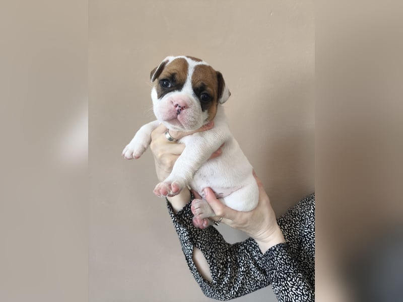 Welpe, Französische Bulldogge, Französischer Bulldoggenwelpe