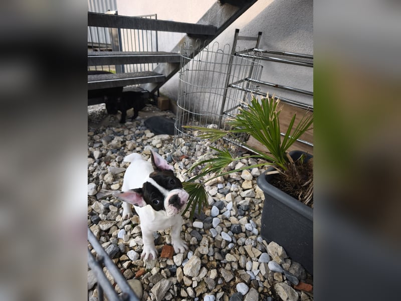 Welpe, Französische Bulldogge, Französischer Bulldoggenwelpe