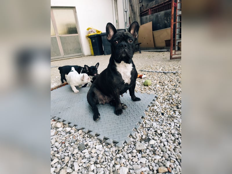 Welpe, Französische Bulldogge, Französischer Bulldoggenwelpe