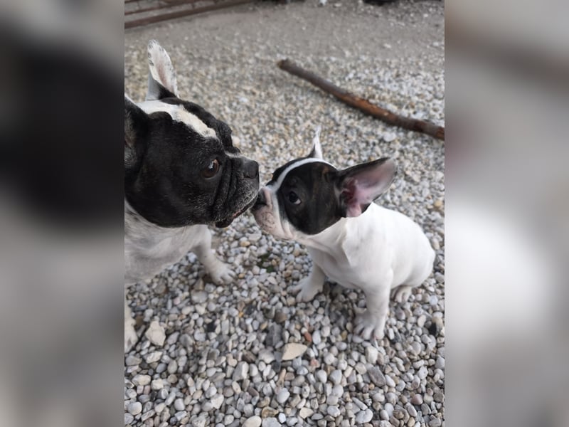 Welpe, Französische Bulldogge, Französischer Bulldoggenwelpe