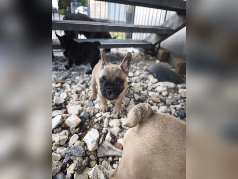 Welpe, Französische Bulldogge, Französischer Bulldoggenwelpe