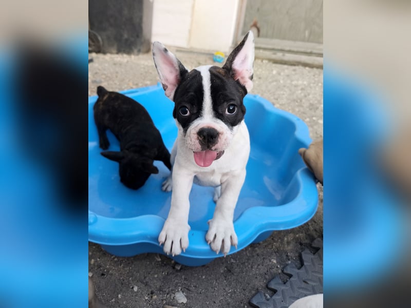 Welpe, Französische Bulldogge, Französischer Bulldoggenwelpe