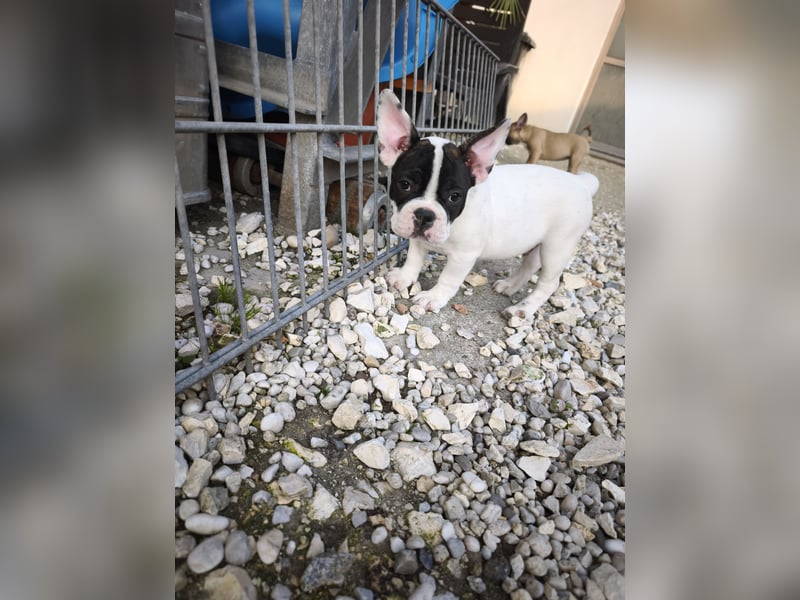 Welpe, Französische Bulldogge, Französischer Bulldoggenwelpe