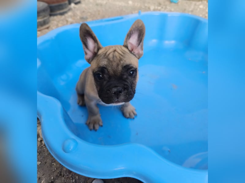Welpe, Französische Bulldogge, Französischer Bulldoggenwelpe