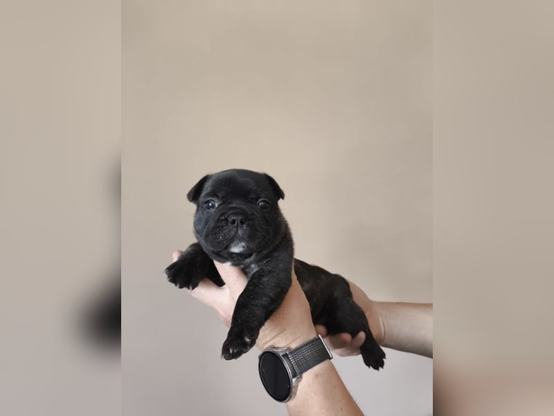 Welpe, Französische Bulldogge, Französischer Bulldoggenwelpe