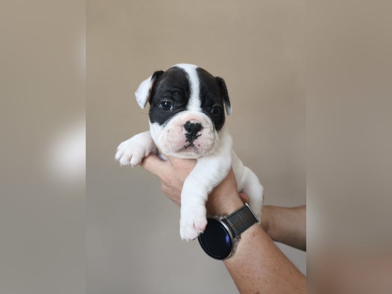 Welpe, Französische Bulldogge, Französischer Bulldoggenwelpe