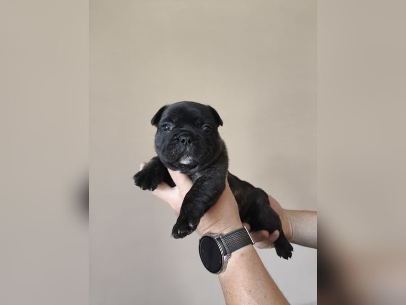 Welpe, Französische Bulldogge, Französischer Bulldoggenwelpe