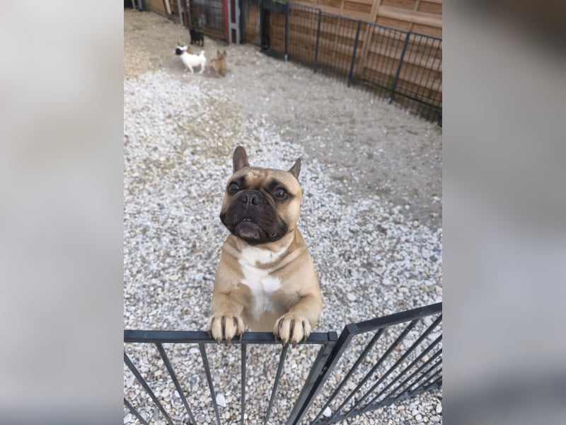 Welpe, Französische Bulldogge, Französischer Bulldoggenwelpe