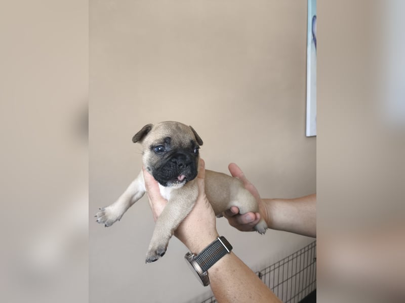 Welpe, Französische Bulldogge, Französischer Bulldoggenwelpe