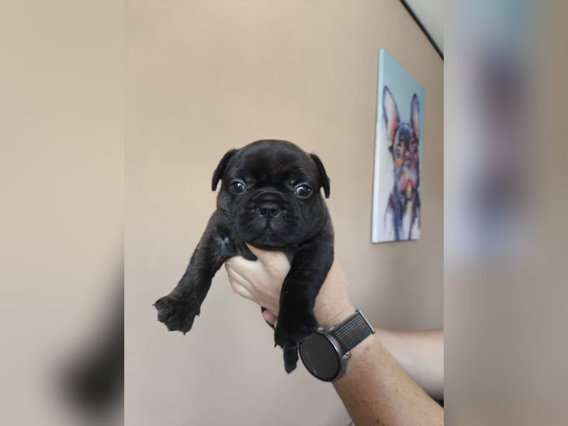 Welpe, Französische Bulldogge, Französischer Bulldoggenwelpe