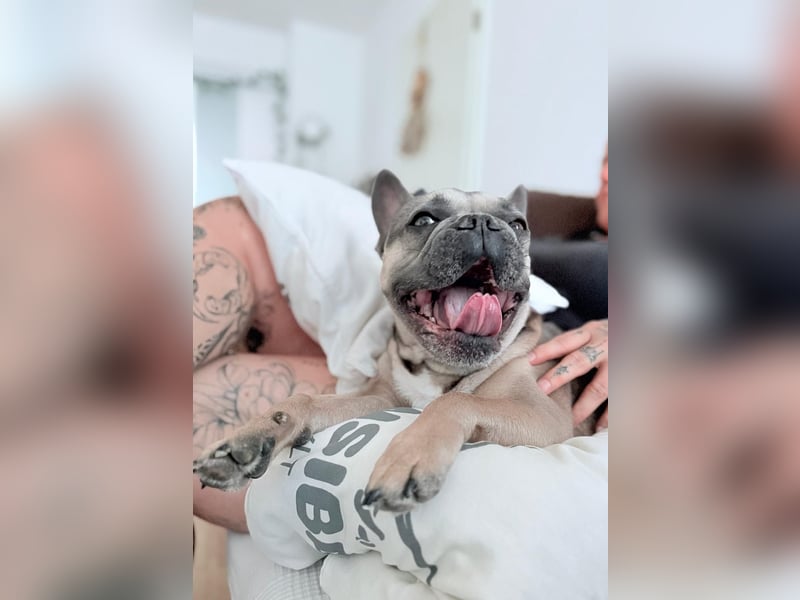 Französische Bulldogge, agil und freiatmend