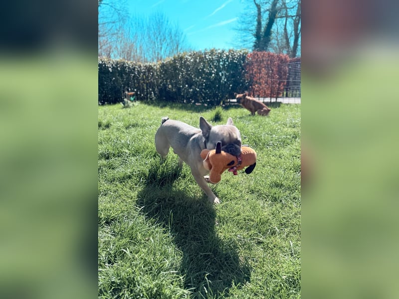 Französische Bulldogge, agil und freiatmend