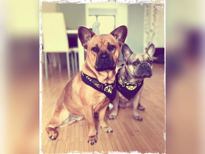 Französische Bulldogge, agil und freiatmend
