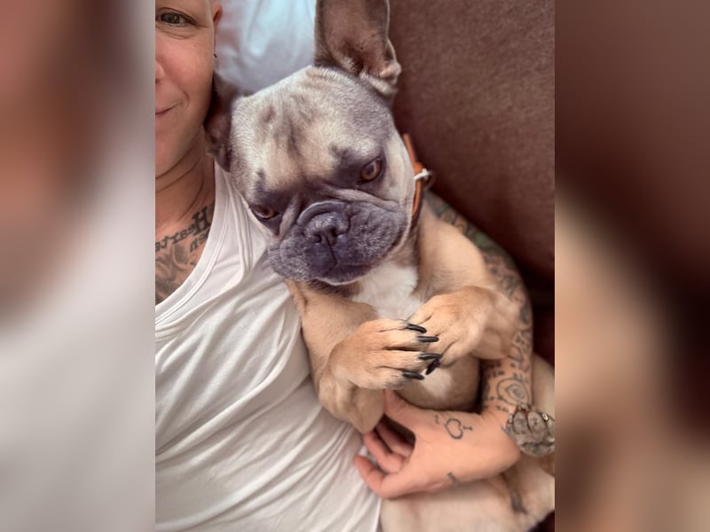 Französische Bulldogge, agil und freiatmend