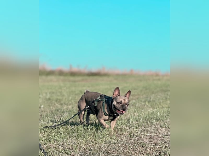 Französische Bulldogge, agil und freiatmend