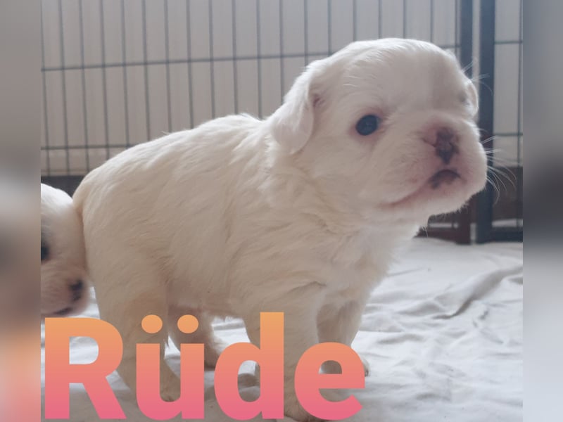 Zuckersüsse Retrobully und Fluffy Babys