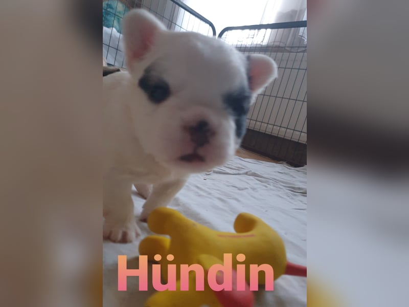 Zuckersüsse Retrobully und Fluffy Babys