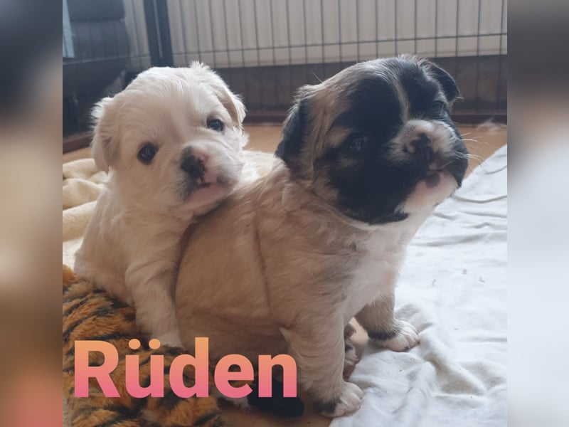 Zuckersüsse Retrobully und Fluffy Babys