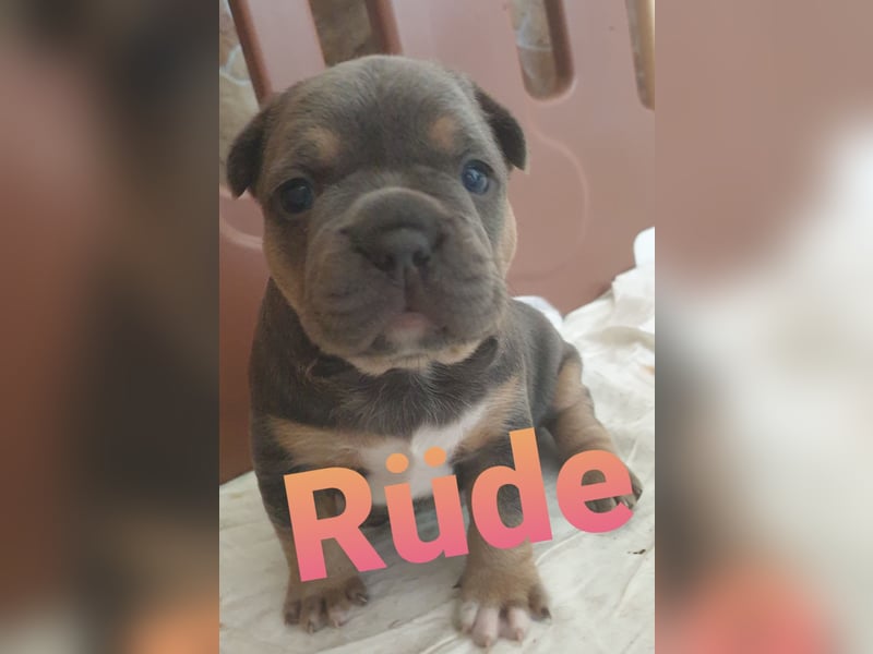 Zuckersüsse Retrobully und Fluffy Babys