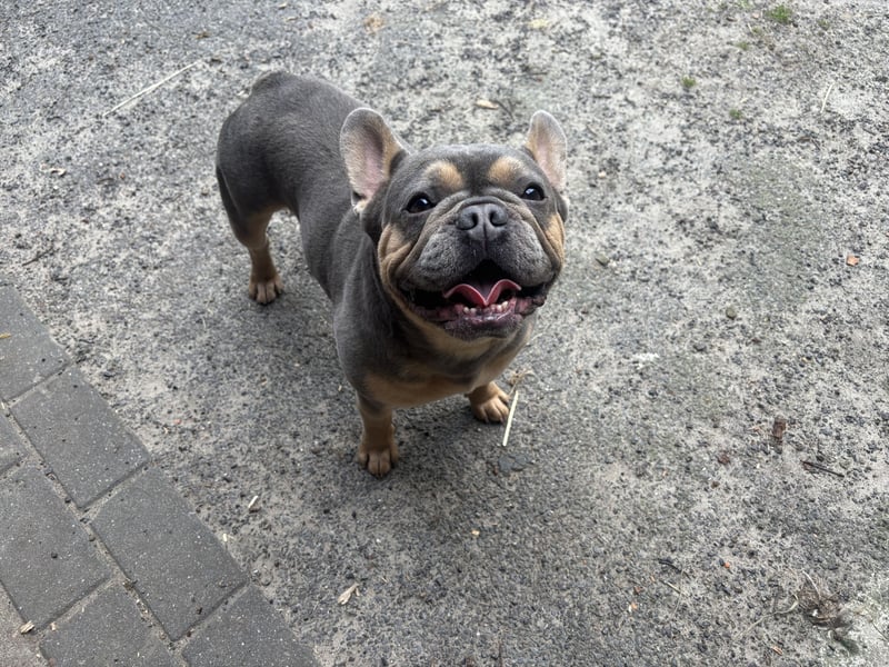 Deckrüde Französische Bulldogge