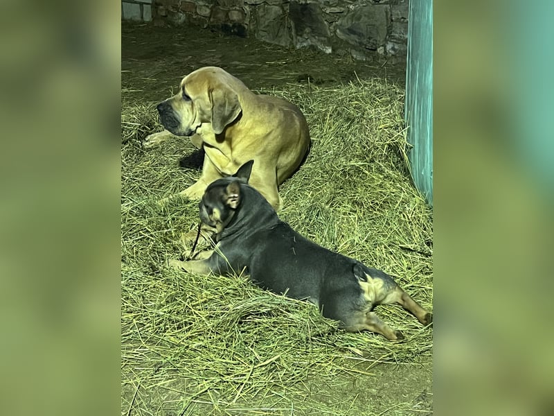 Deckrüde Französische Bulldogge
