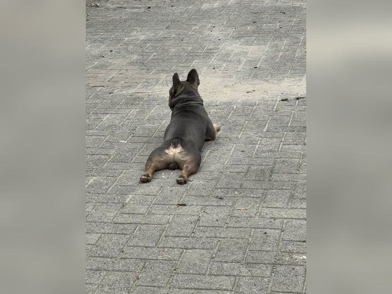 Deckrüde Französische Bulldogge