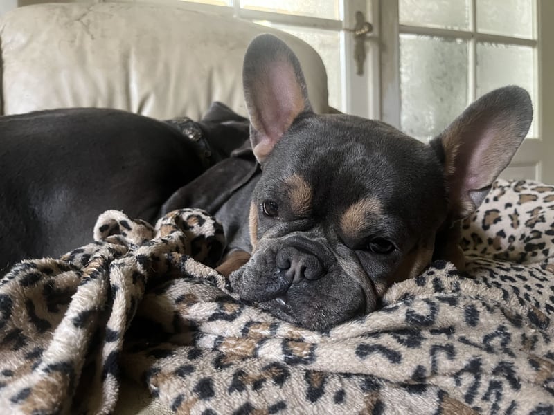 Deckrüde Französische Bulldogge