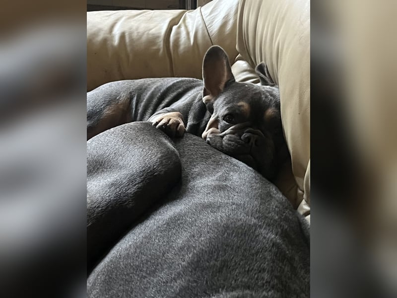 Deckrüde Französische Bulldogge