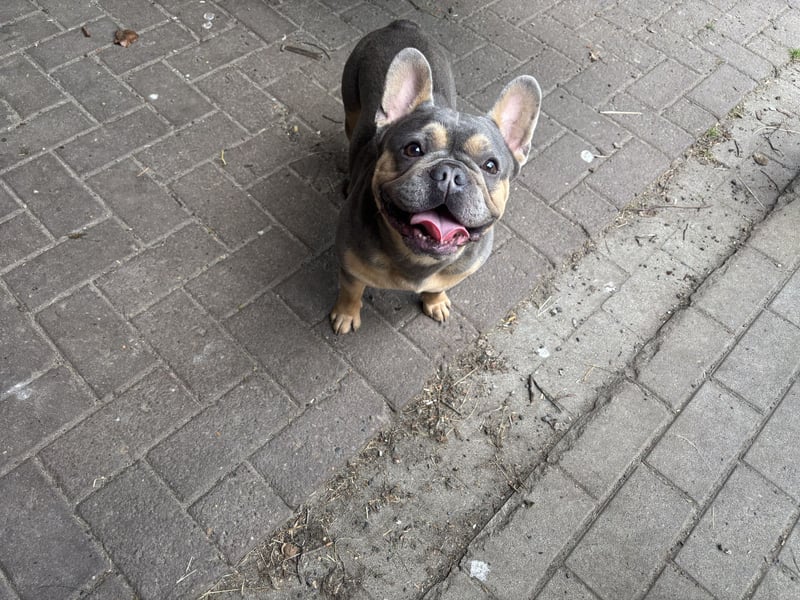 Deckrüde Französische Bulldogge