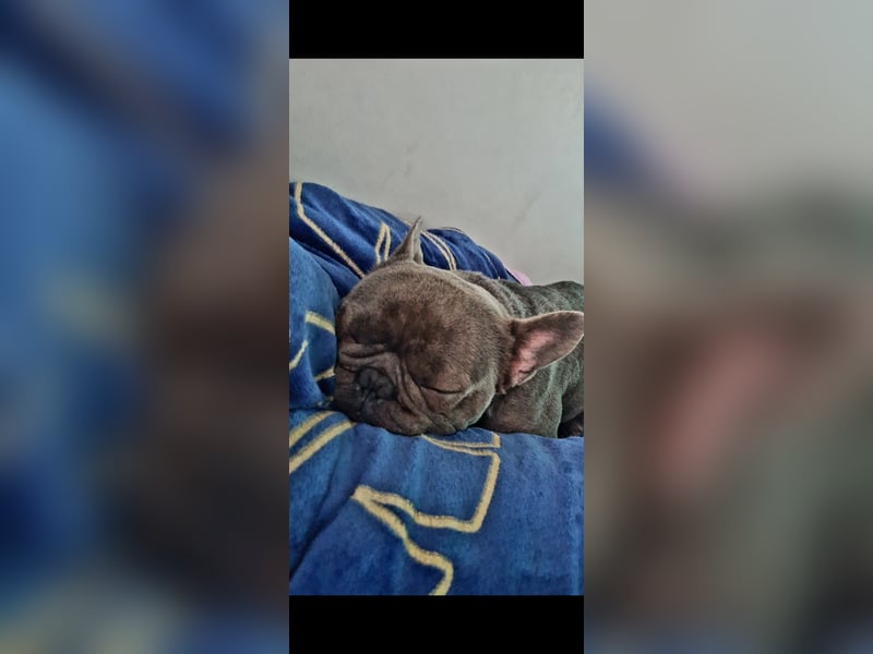 Lieber Frenshi in gute Hände abzugeben