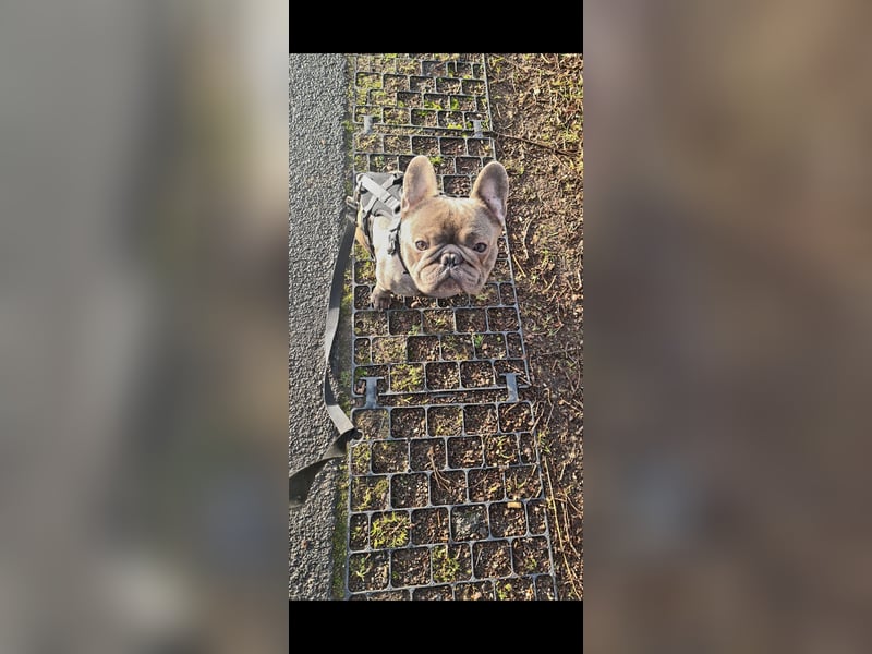 Lieber Frenshi in gute Hände abzugeben