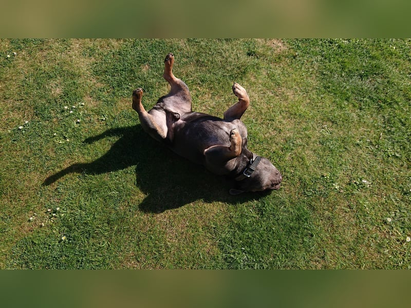 Französische Bulldogge 1,6 Jahre aus Gesundheitlichen Gründen ABZUGEBEN.