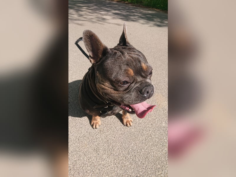 Französische Bulldogge 1,6 Jahre aus Gesundheitlichen Gründen ABZUGEBEN.
