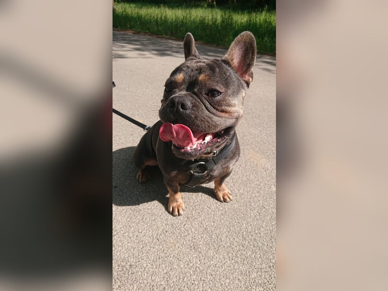 Französische Bulldogge 1,6 Jahre aus Gesundheitlichen Gründen ABZUGEBEN.