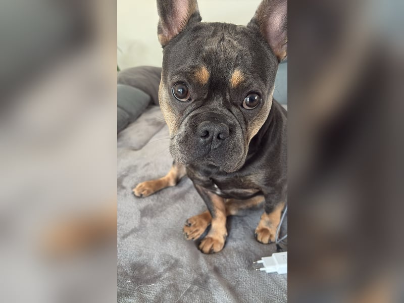 Französische Bulldogge 1,6 Jahre aus Gesundheitlichen Gründen ABZUGEBEN.