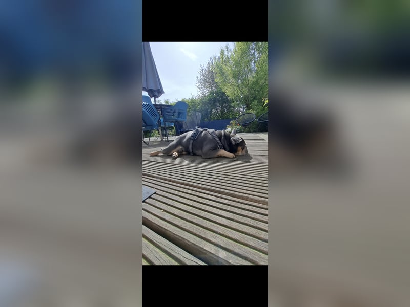 Französische Bulldogge Hugo sucht sein neues zu Hause