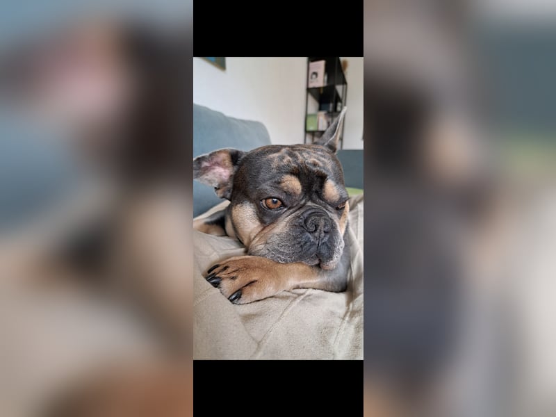Französische Bulldogge Hugo sucht sein neues zu Hause