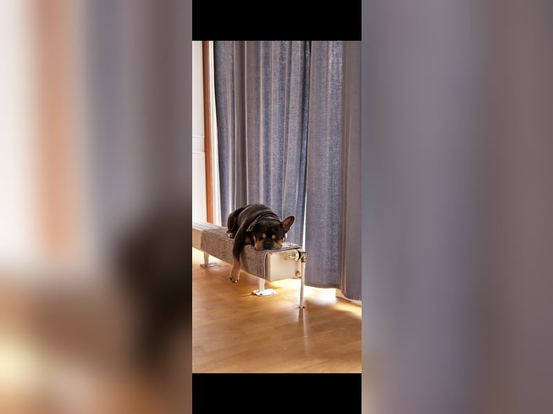 Französische Bulldogge Hugo sucht sein neues zu Hause